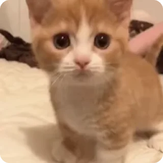 🐈