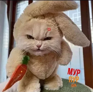 🥕