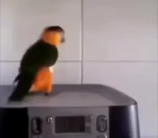 💃