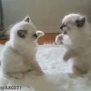 🐈
