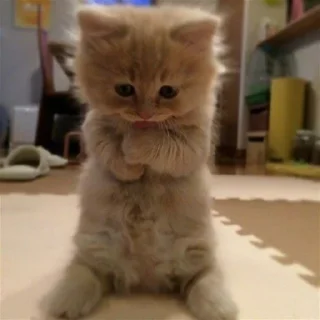 🐈