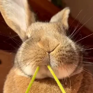 🤩