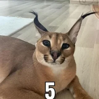 😳