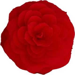 🌹