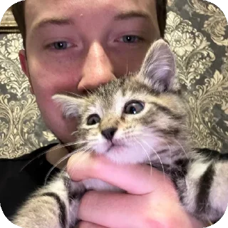 🐱