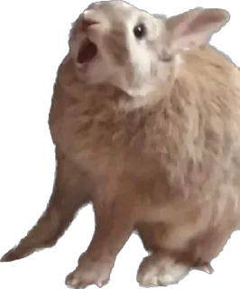 🐰