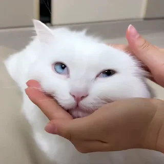 🐈‍⬛️