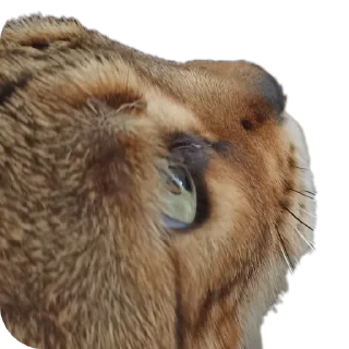 🐱