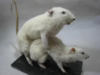 👨‍❤️‍💋‍👨