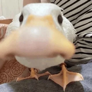 🦆