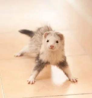 🤩