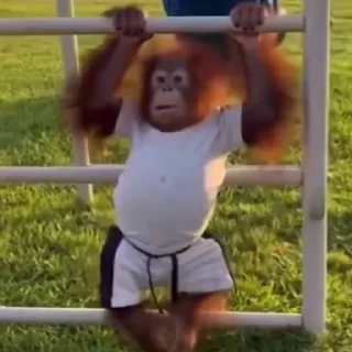 🐵