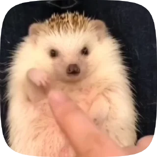 Їжачки то життя!! :: @fStikBot