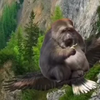 🦅