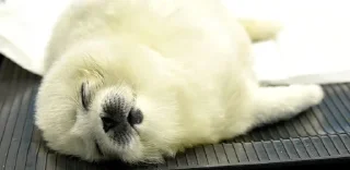 💤