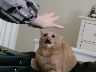🙀
