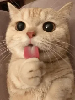 🐾