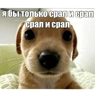 🐶