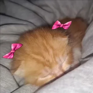 🎀