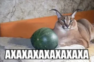 🍉