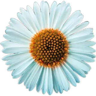 🌼