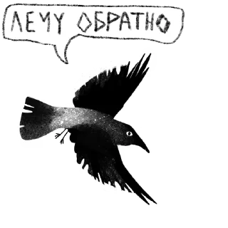 🐦‍⬛