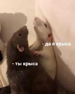 🐁