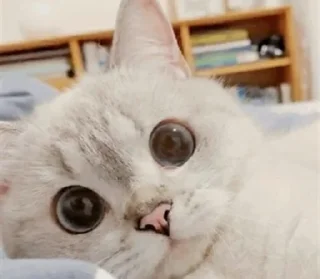 🥺