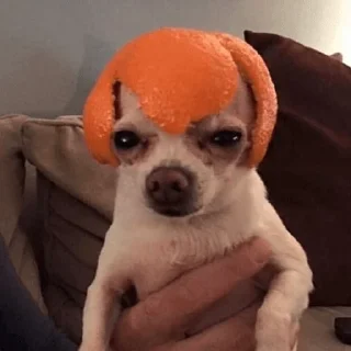 🐶