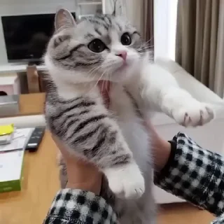 🥺