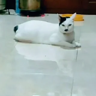 🐈