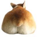 Corguage