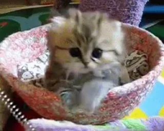 🥺