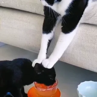 🐈‍⬛️