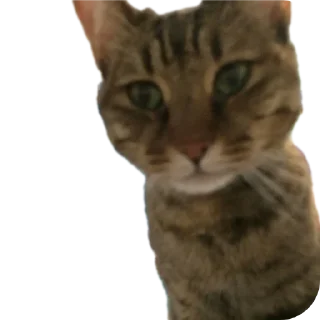 🐱