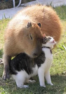 🐈