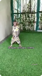 🌟