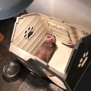 🍯