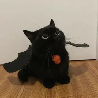 😺