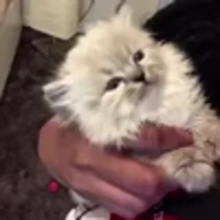 🐈‍⬛