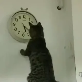 🐈
