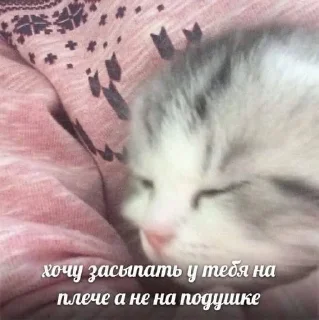 🐱
