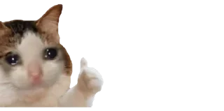 🐈
