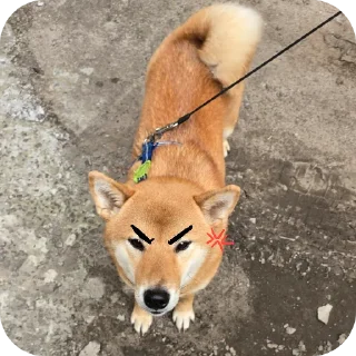 🐶