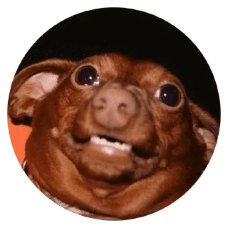 🐶