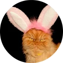🐱