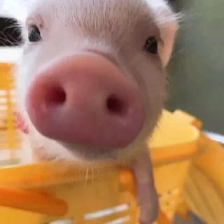 🐷