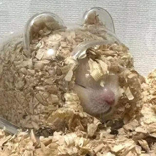 😴