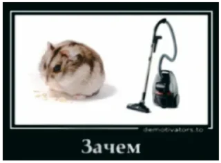 🐹