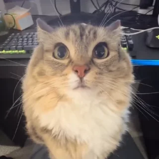 🌟